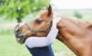 Equinoterapia