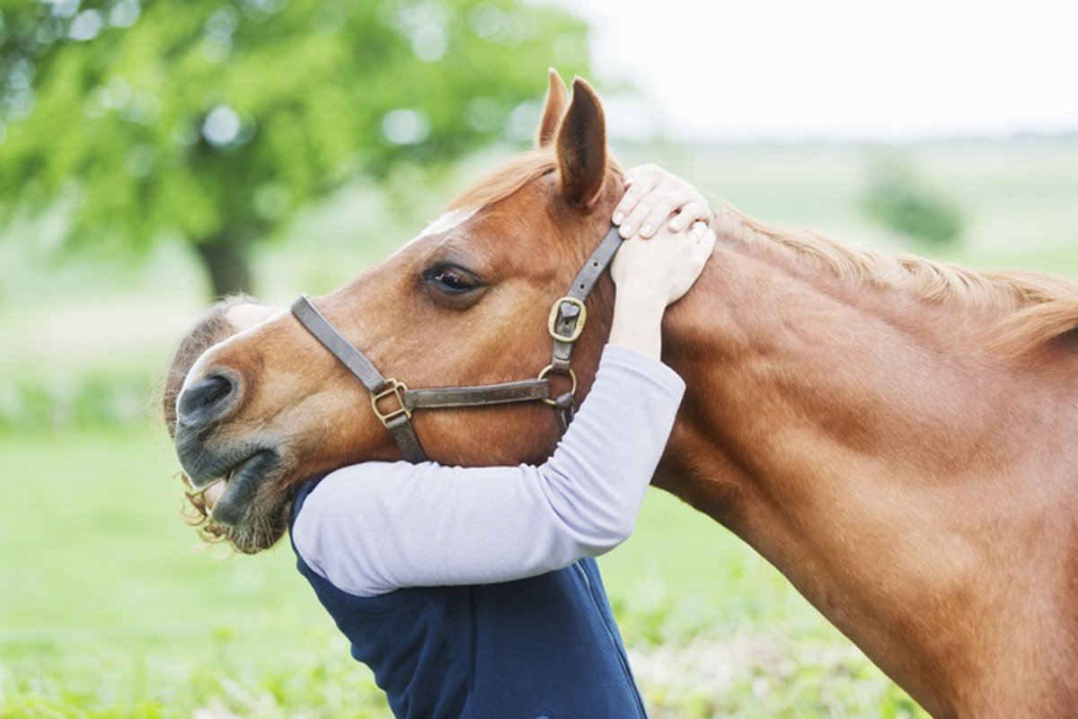 Equinoterapia